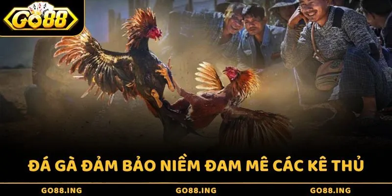 Sảnh cược đá gà tại AE VIP Casino đảm bảo thỏa mãn niềm đam mê